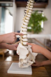 a lawyer explaining spinal cord injury claims to a client by using a model vertebrae