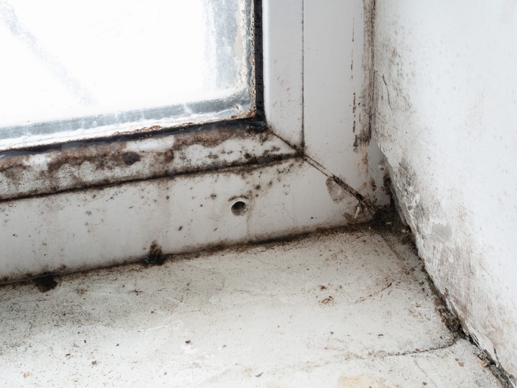 corner of window frame with mold fungus