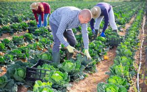 Farm workers harvest crops. 